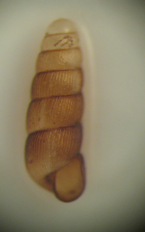 Renea elegantissima (Pini, 1886)